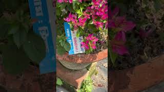 Some Moments Of Spring Garden Luxury nurseryvisit bougainvillea