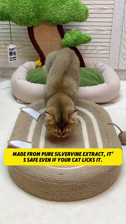 Feline Love Mist: Transform Your Catโs Mood Instantly!