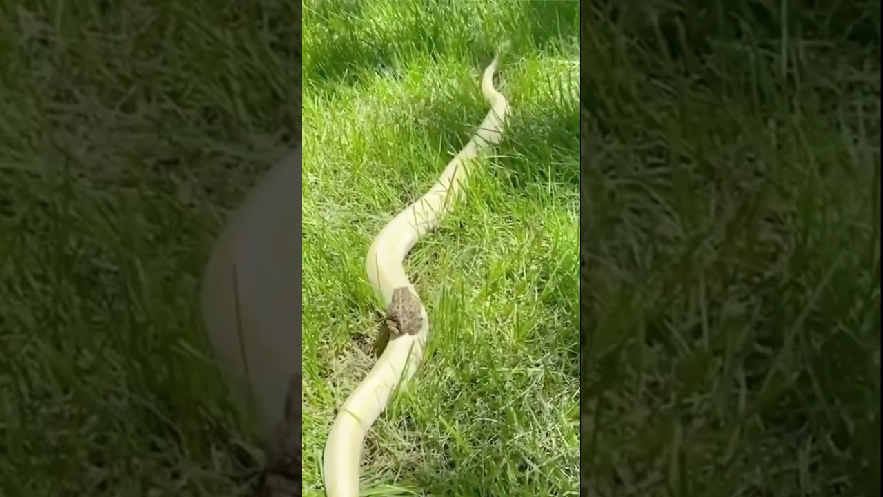 Frog riding a snake YouTube