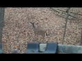 Second deer of 2023 season