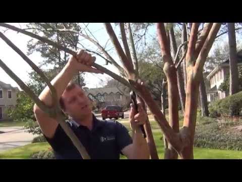 How to Prune your Crape Myrtle