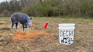 This SECRET Hog Bait Will Bring WILD PIGS in from MILES Away!!