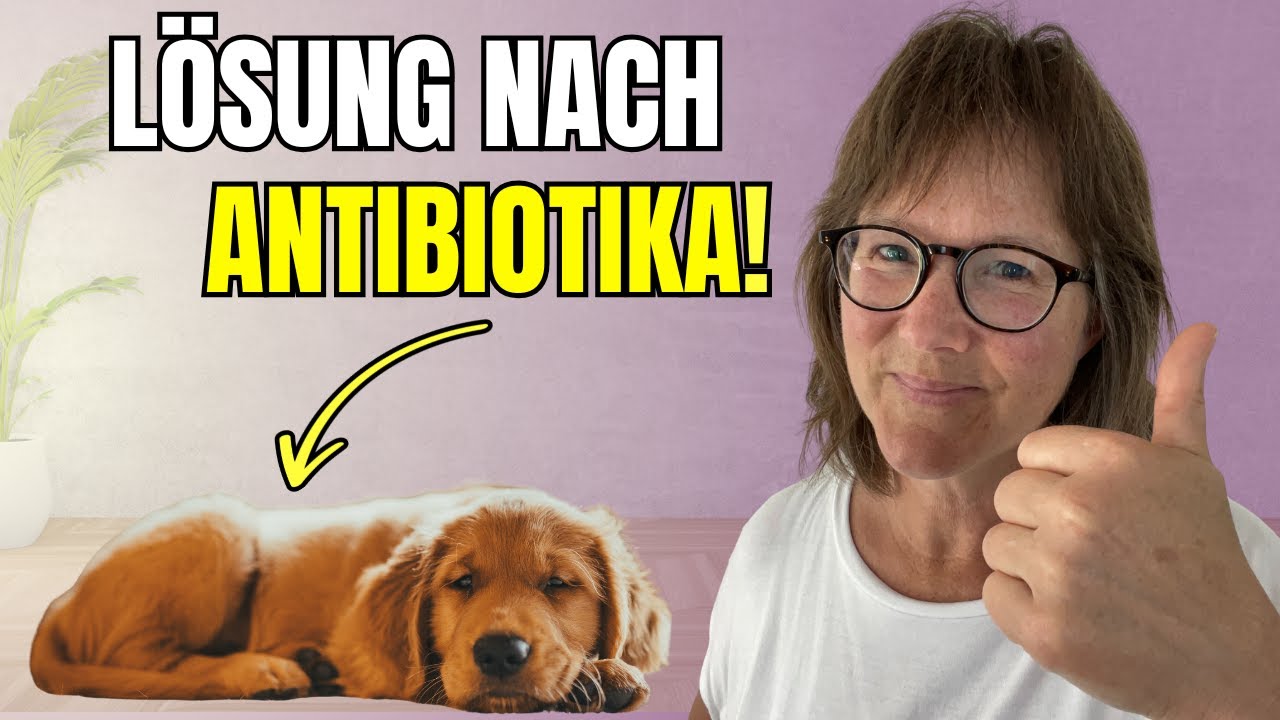 Antibiotika beim Hund: So rettest du seinen Darm danach!