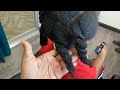 Braiding my sons hair | Fast braid style for little boys