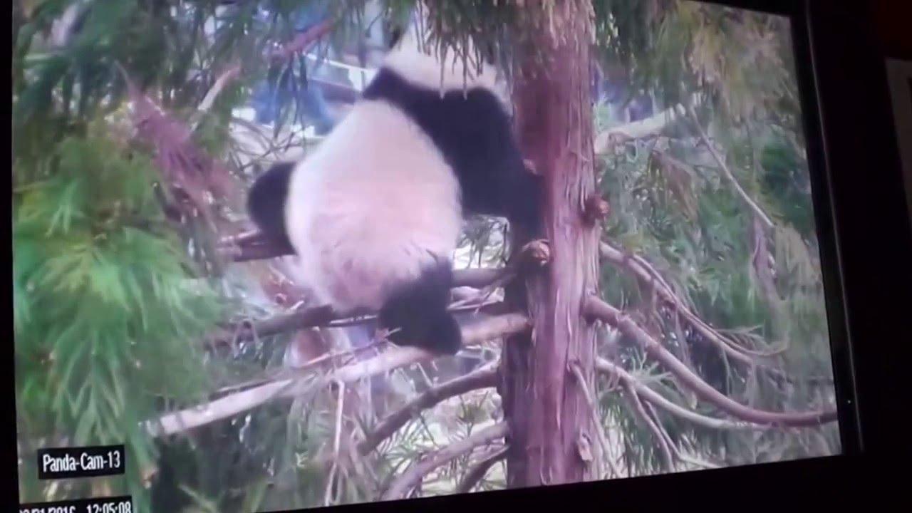 Panda Cub Bei Bei - panda cam -1  2/21/2016