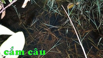 CSRV 132 | CẮM CÂU CÁ LÓC từ đêm cho tới sáng, cá gõ đã tay luôn