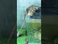 Awesome Technique Mouse Trap #shorts #mouse