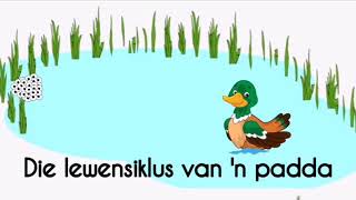Kinderstorie - Die lewensiklus van 'n padda