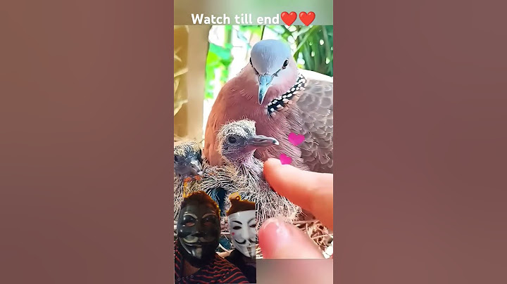 A woman rescued a duck and raised her chicks#shorts #trending #funny #trendingshorts #animation