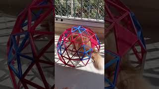 Geodesic dome 3d printed, scale model, cat house, #geodesicdome #3dprinting #cathouse #cat