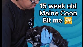 15 Week Old Maine Bit Me While Grooming..