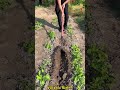 This tool is so useful! 🛠️🌱