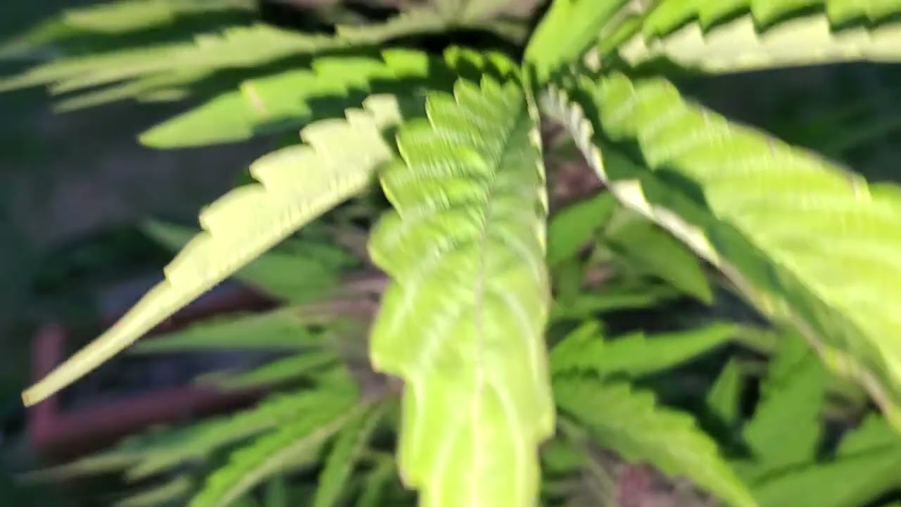 James Loud Black Gelato Autoflower Sun Grown 