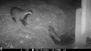 Badger dragging bouncy cub - 19 April 2024