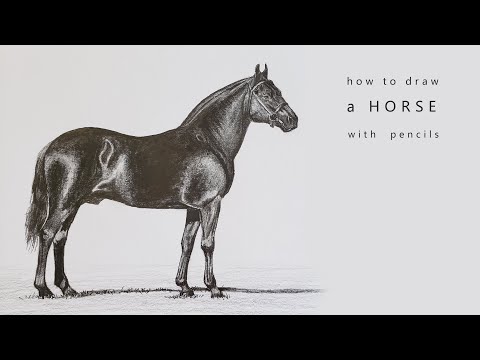 how to draw a horse как нарисовать лошадь