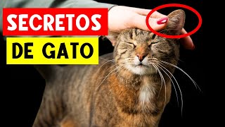 14 Cosas que los GATOS AMAN y NO PUEDES IGNORAR