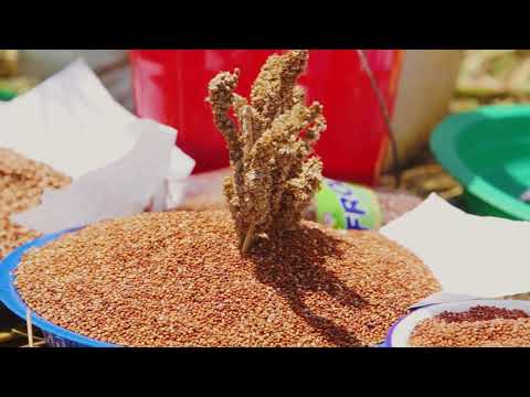 Farmers Diversify Food Production in Malawi with New Crops