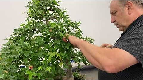 Summer Pruning a Raft Style Trident Maple