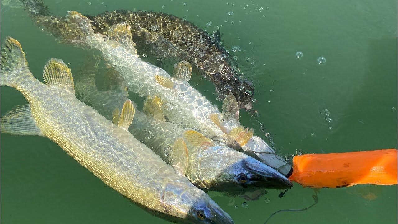 TURNA AVI TEK BAŞIMA 35 TURNA YAKALADIM (AKŞAM SUYU)