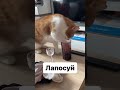 Имя ему лапосуй #кот #животные #коты #котики #рыжыйкот #cats #catslover #animals #erastov_pro