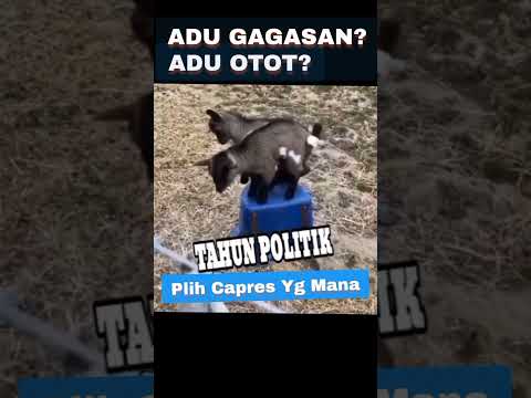 Suhu Politik Semakin Panas I Adu Gagasan Adu Otot #shorts
