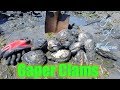 Digging and Cleaning Huge Gaper Clams!