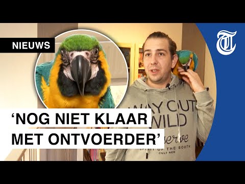 Ontvoerde papegaai weer thuis: ‘Dit kan gewoon niet!’