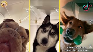 Slide Your Phone Under The Door and See What Your Pet Does (Dogs and Cats)