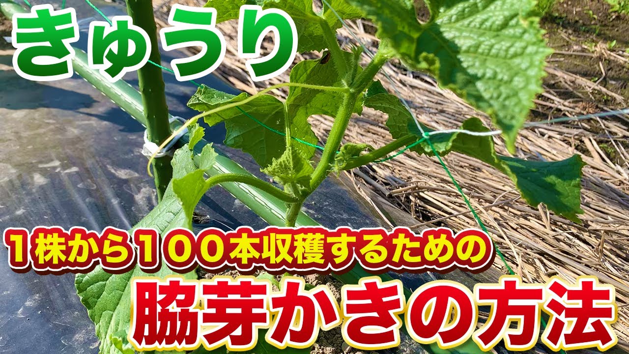 【きゅうり栽培】1株から100本以上とるための芽かき方法！最初が重要！親づるを力強く育てるのがポイント！