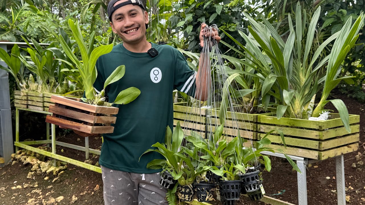 Bebas Pilih ID dan Ukuran Grammatophyllum Rawatan Tanpa Naungan