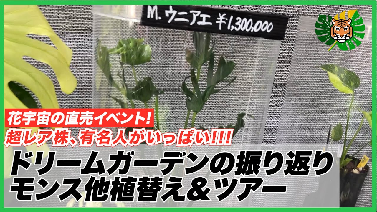 While talking about the Dream Garden, we replanted the Monstera