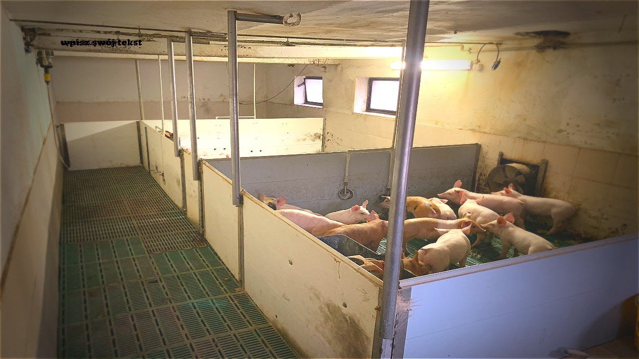 Remont Chlewni Na Ruszta Odchowalnia 2020/21 !!!