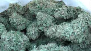 Organic Outdoor Romulan (Wheezer's Cut) Finished Buds