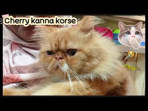 Why Cherry is crying!😿🙀#cat #funny #love #pets #best #viral #trending #enjoy #new #catlife 
