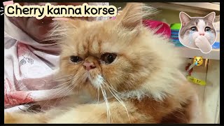 Why Cherry is crying!😿🙀#cat #funny #love #pets #best #viral #trending #enjoy #new #catlife 