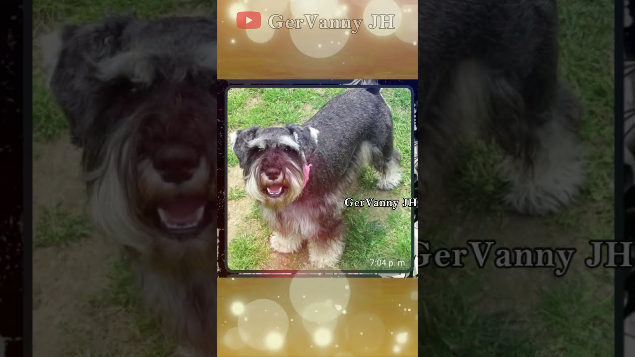 Mándame a mi p@$%& perro 🤬😈🥵🐶 