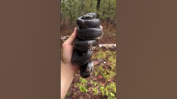 как спят змеи