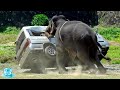 Животные Против Автомобилей / Слон, Носорог, Бык, Собаки Против Машин