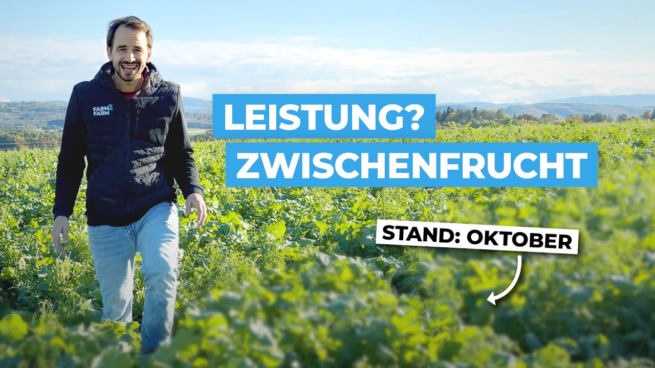 Was hat die Zwischenfrucht bis Oktober geleistet?