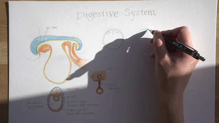 Lockdown Embryology with Prof Alice Roberts #7: Wrapping and dividing