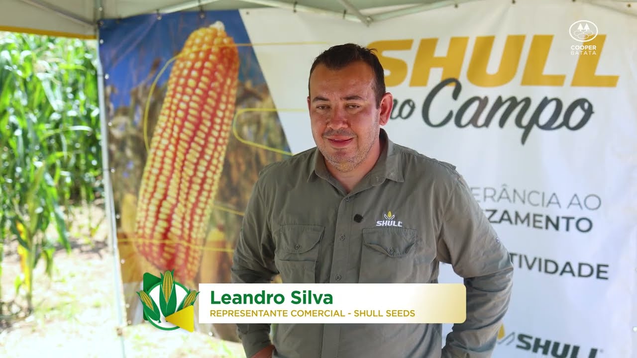 Campo de Milho 2025 - Safra 2026