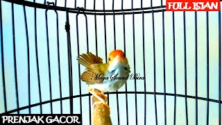 Prenjak Gacor - Masteran Prenjak lumut Variasi - Pancingan Prenjak Merah - Suara Pikat Prenjak
