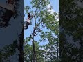 Pecan tree removal #coniferoustree #johndeere #anotherbrickinthewall #evergreentree #stihl