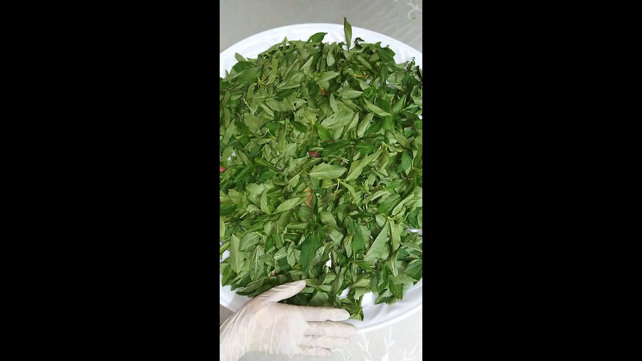 طريقة تنشيف الملوخية زى ما بتتعمل فى الصعيد بالظبط