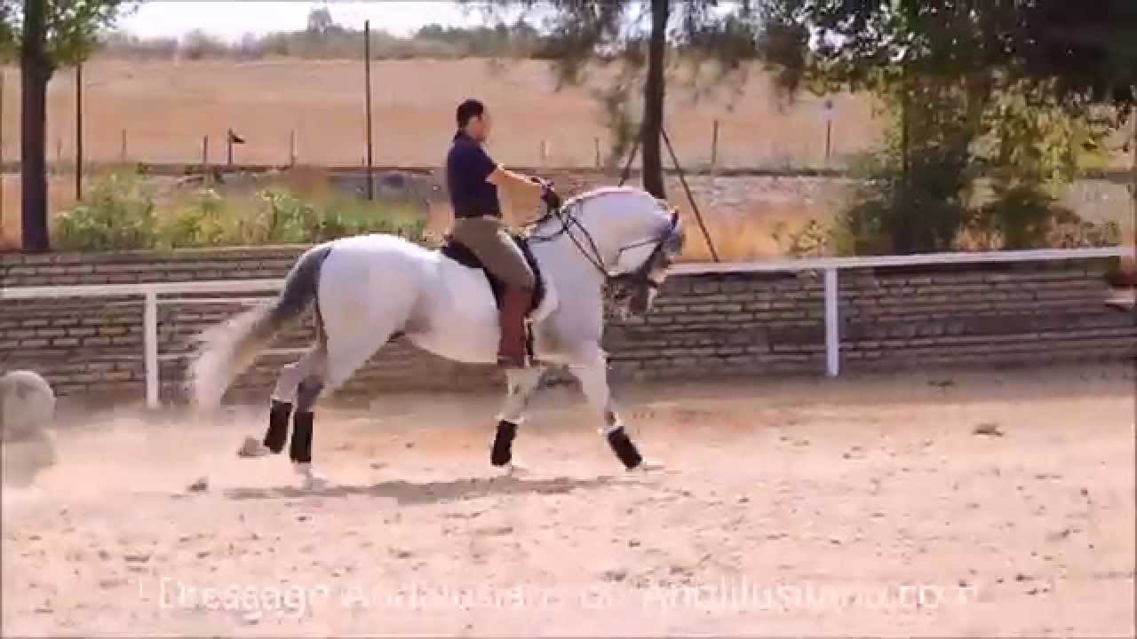 Spectacular Andalusian Stallion for Dressage YouTube