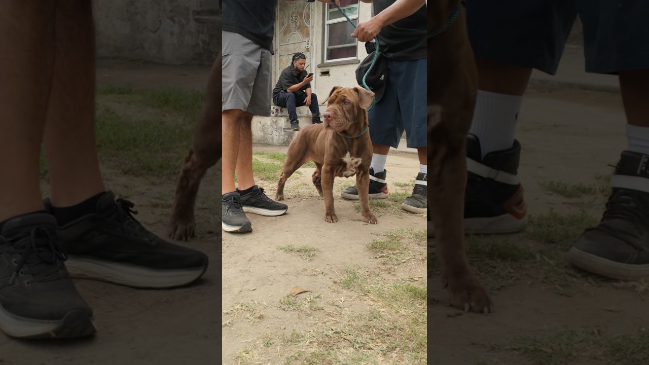 She was going to be abandon so I rescued her! #pitbull pt 5 #rescuedogs #pawsrescue #rescuepup #pets