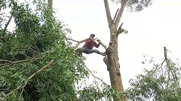 anh thợ cưa hạ hai cây tràm bông vàng to khủng hơn ba chục năm tuổi ở kinh xả