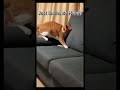 Your pet is a professional comedian 🐶🐱