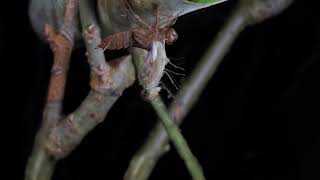 Dragonfly emerging from nymph