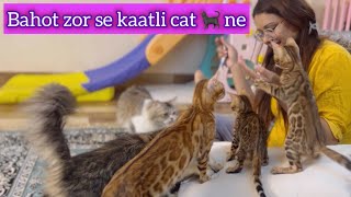 Bengal cat ne bite kardiya ..! Vlog by CATSBAE 721 views 1 month ago 9 minutes, 26 seconds